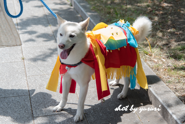チャグチャグ馬っこ-10.jpg