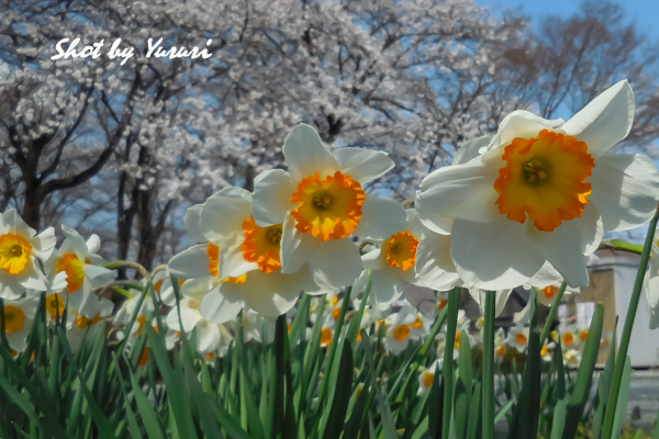 中央公園-14.jpg