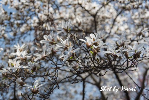 中央公園-16.jpg