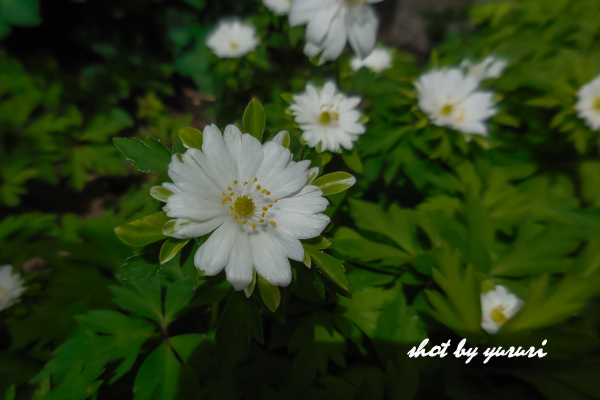 我が家の花-1.jpg