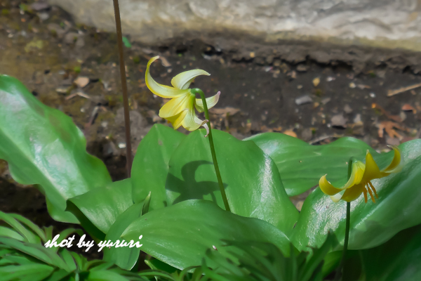 我が家の花-3.jpg