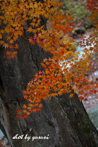 盛岡城跡公園-5.jpg