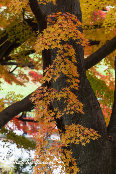 盛岡城跡公園-7.jpg