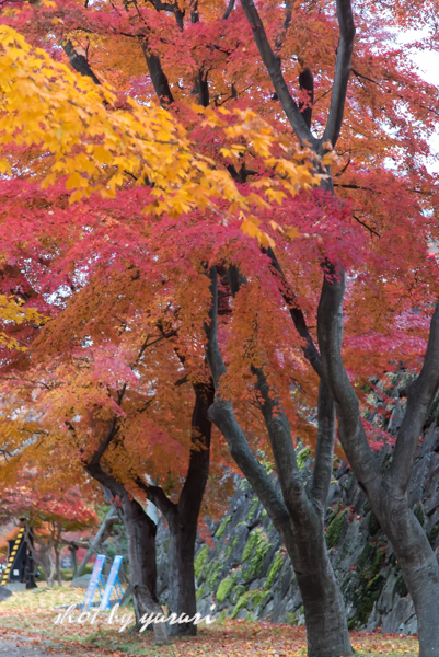 盛岡城跡公園-9.jpg